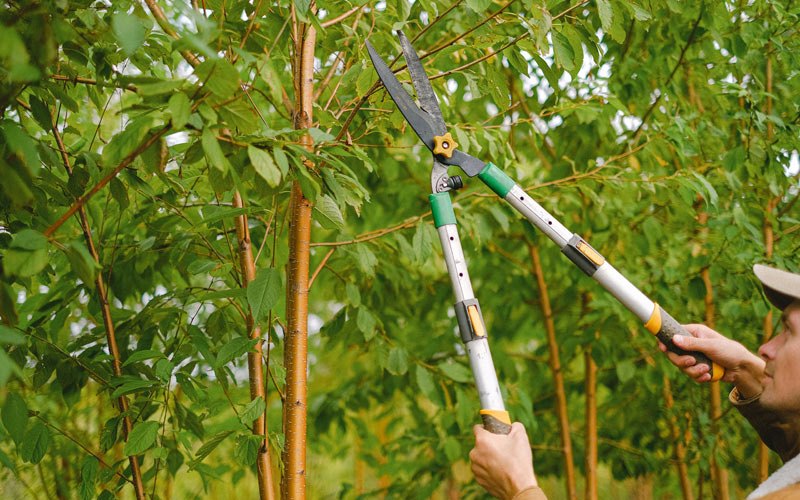 Tree trimming in Umatilla, FL